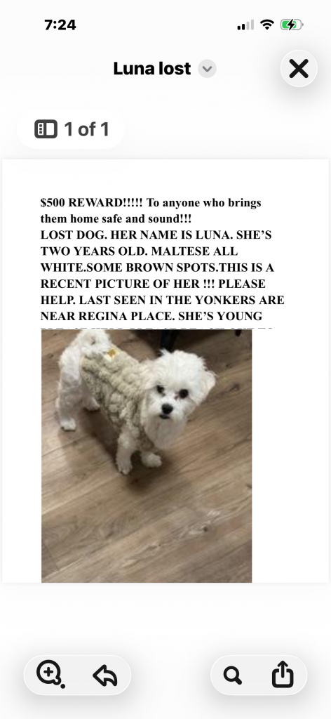 Luna & Rogue, lost dog, Maltese