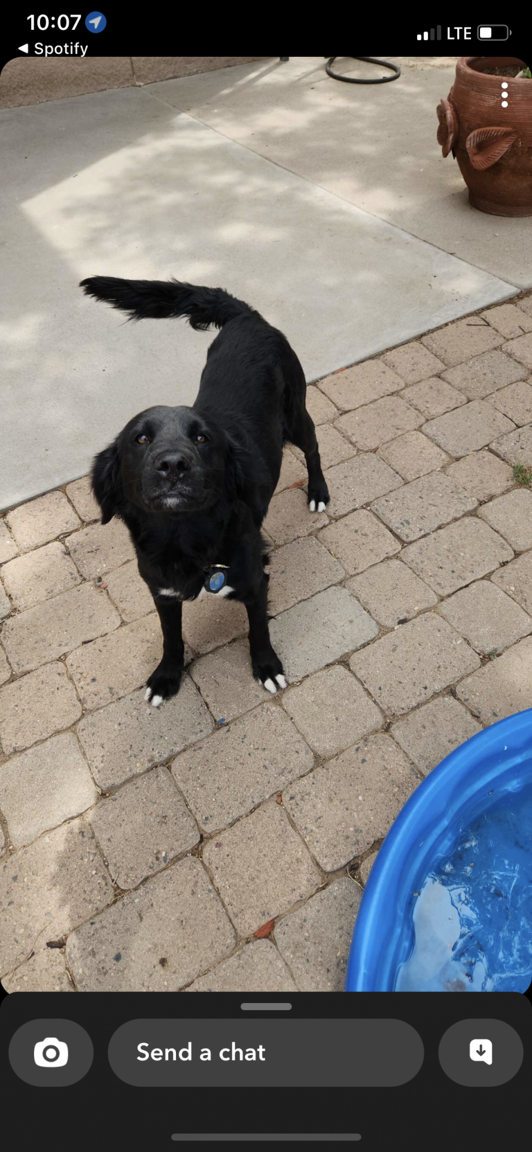 China, lost dog, Black lab