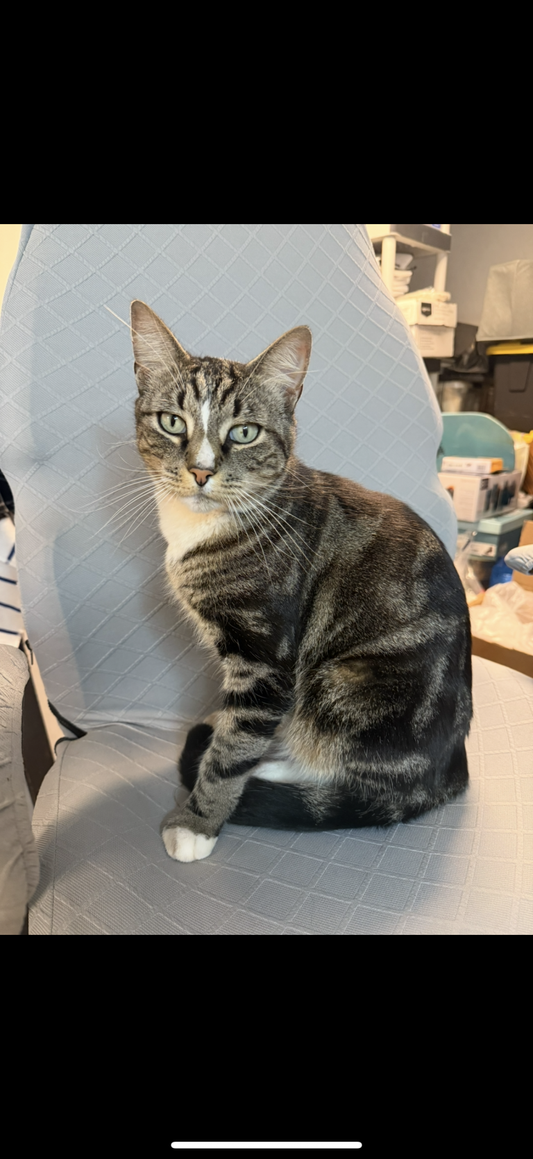 Prince, lost cat, Tabby