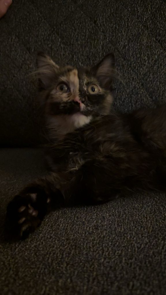Sky, lost cat, Mixed