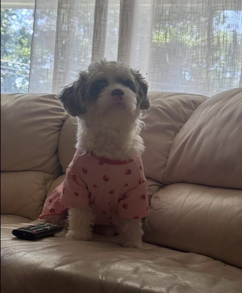 Pinky, lost dog, Shih Tzu