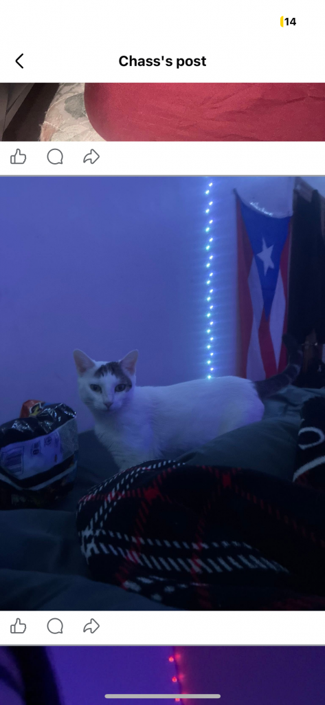 Lily, lost cat, Turkish van cat