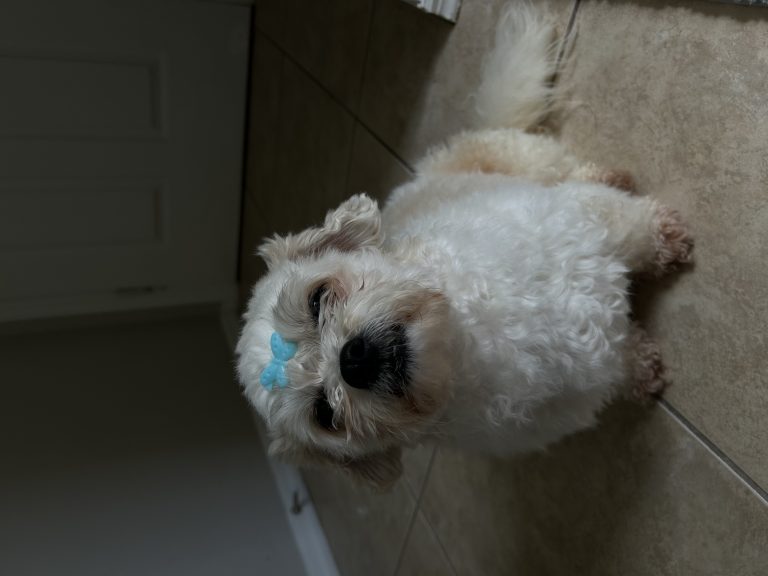 Lulu, lost dog, Shih zhu