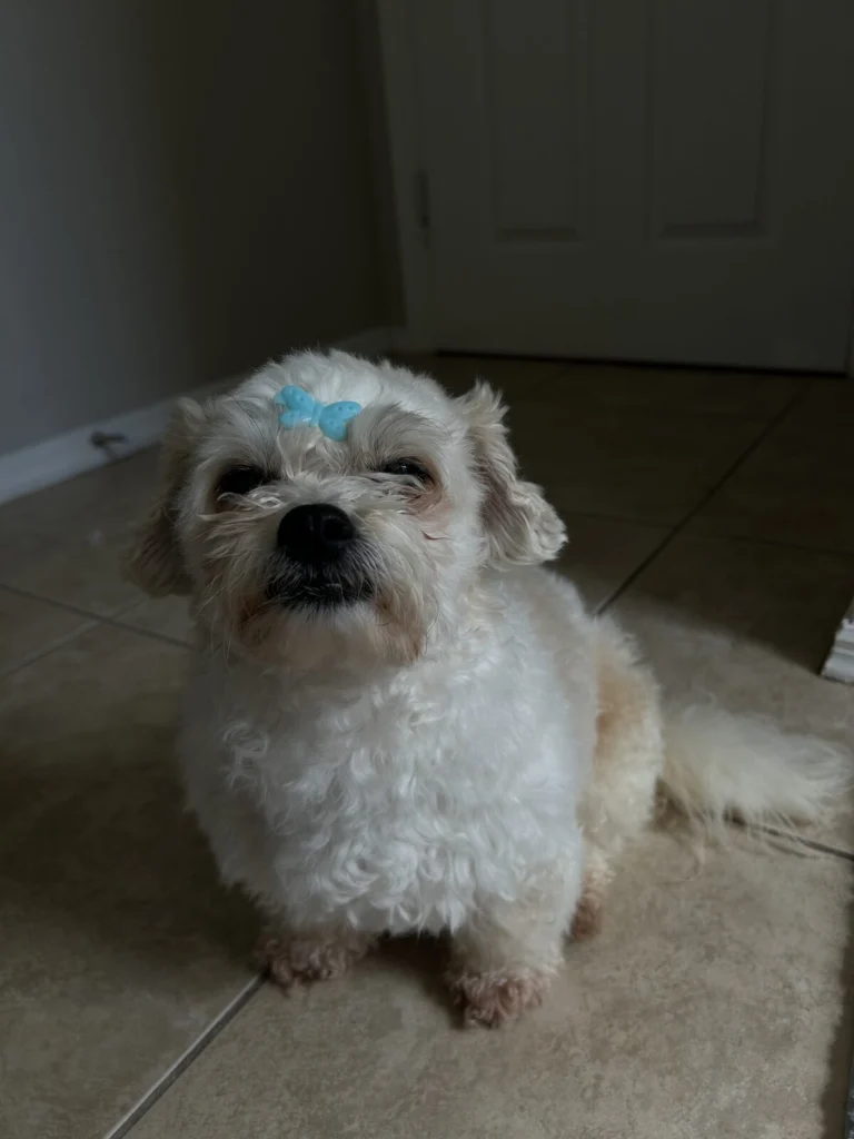 Lulu, lost dog, Shih zhu
