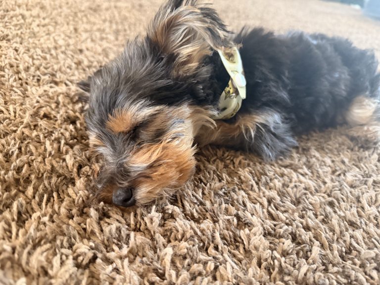 Pede, lost dog, yorkshire terrier