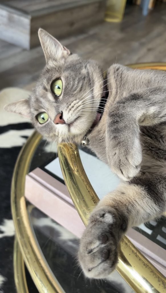 Tina, lost cat, Domestic short hair