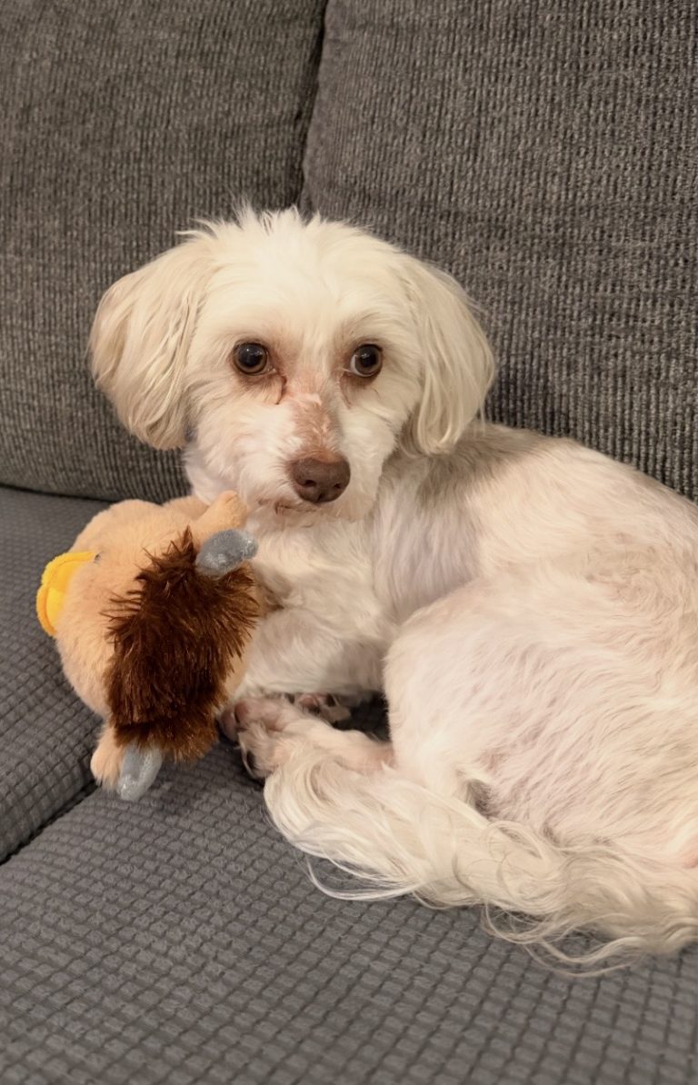 Rusty, lost dog, Havanese