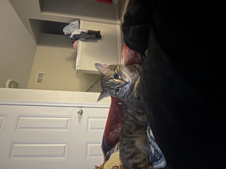 Terra, lost cat, Short hair