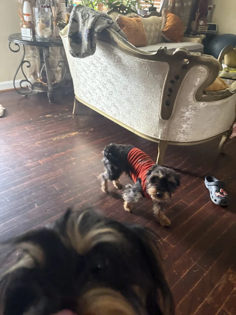 Chichi, lost dog, Yorkie mixed