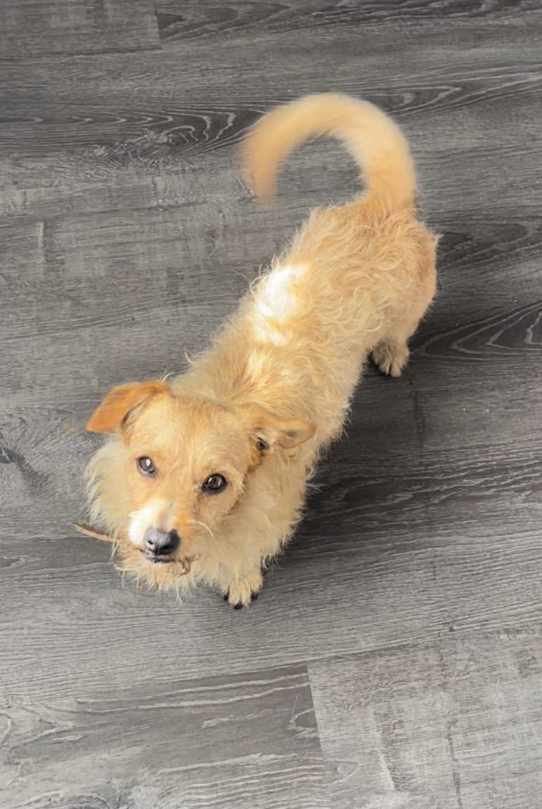 Toby, lost dog, Chihuahua Mutt and Poodle