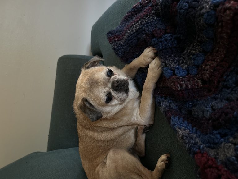 Frank, lost dog, Pug