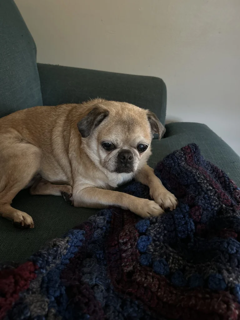 Frank, lost dog, Pug