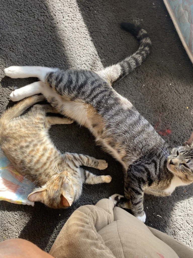 Prince, lost cat, Tabby