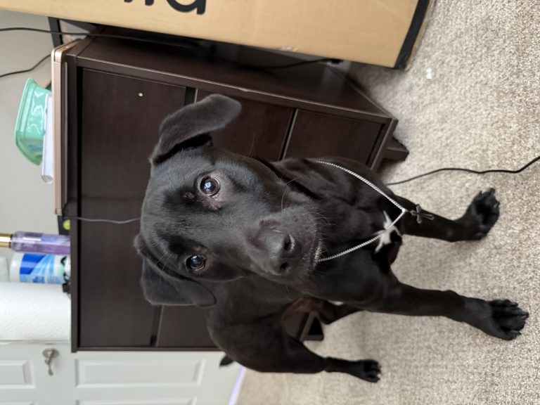 Vader, lost dog, Lab/pit mix