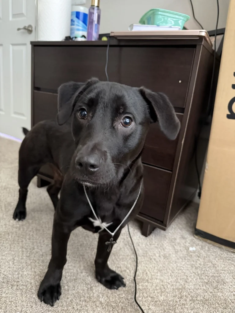 Vader, lost dog, Lab/pit mix