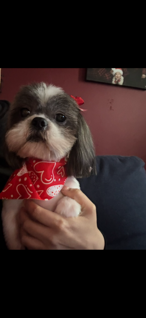 Coco, lost dog, Shih Tzu