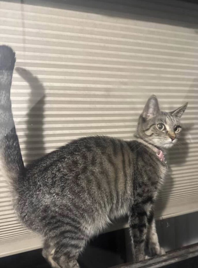 Cody, lost cat, Tabby