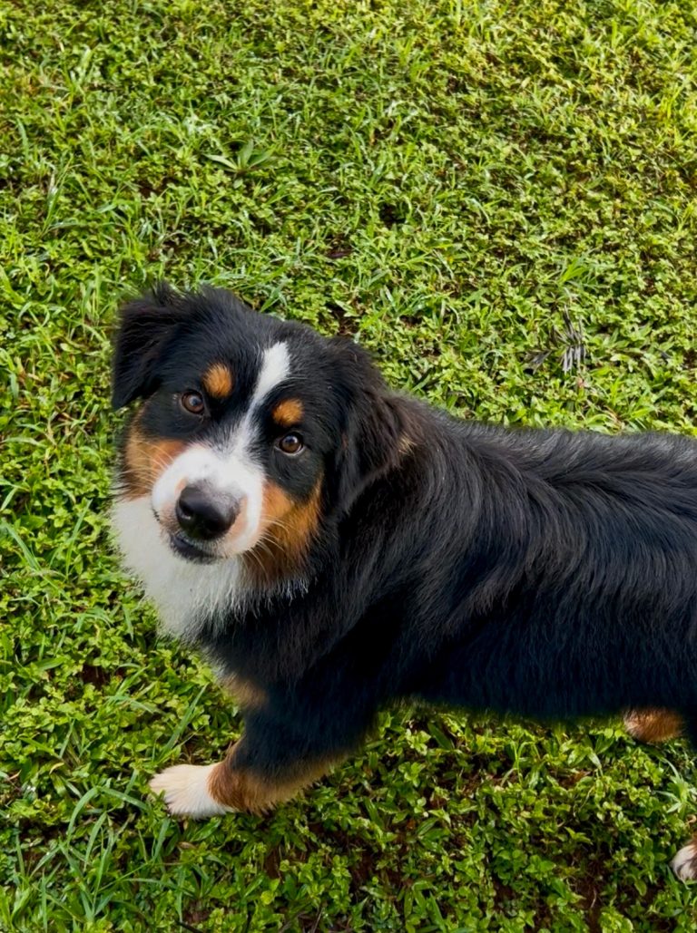 Bucky, lost dog, Australian Shepherd