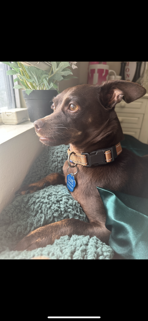 Louie, lost dog, Chihuahua