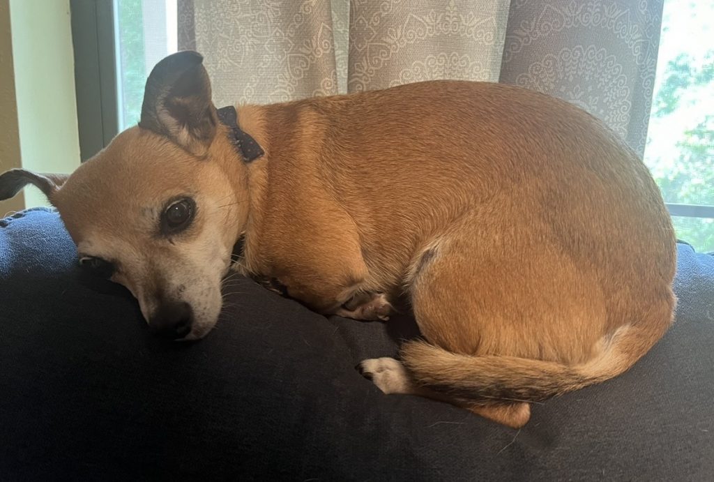 Xena, lost dog, Chihuahua mix