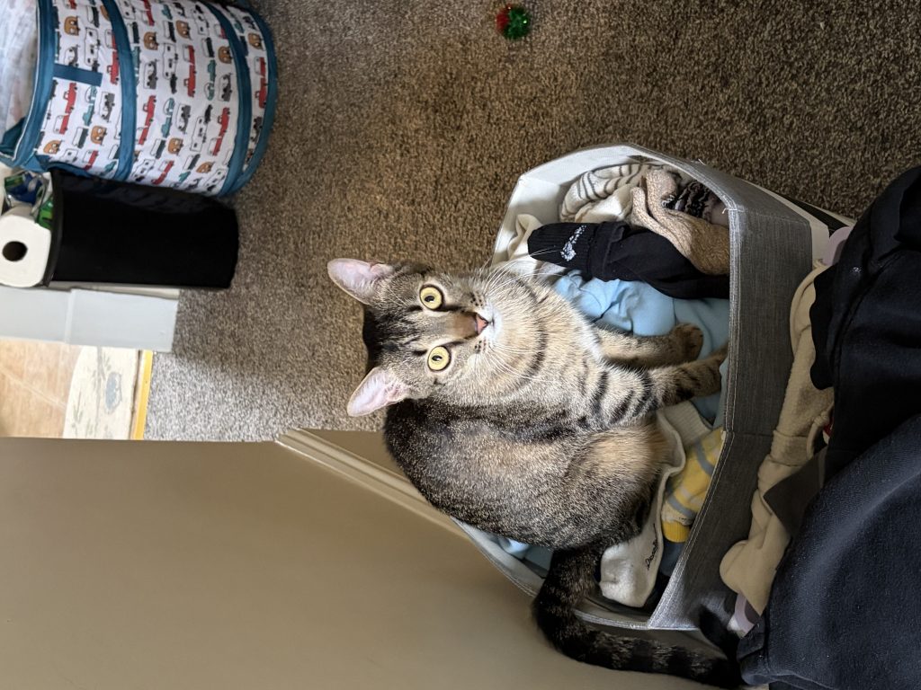 Tater, lost cat, Tiger