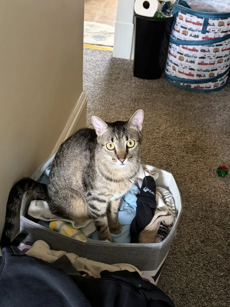 Tater, lost cat, Tiger
