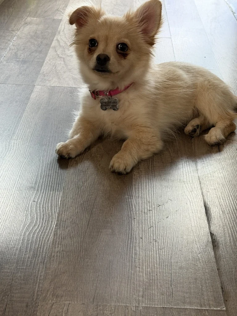 Maya, lost dog, Pumeranian