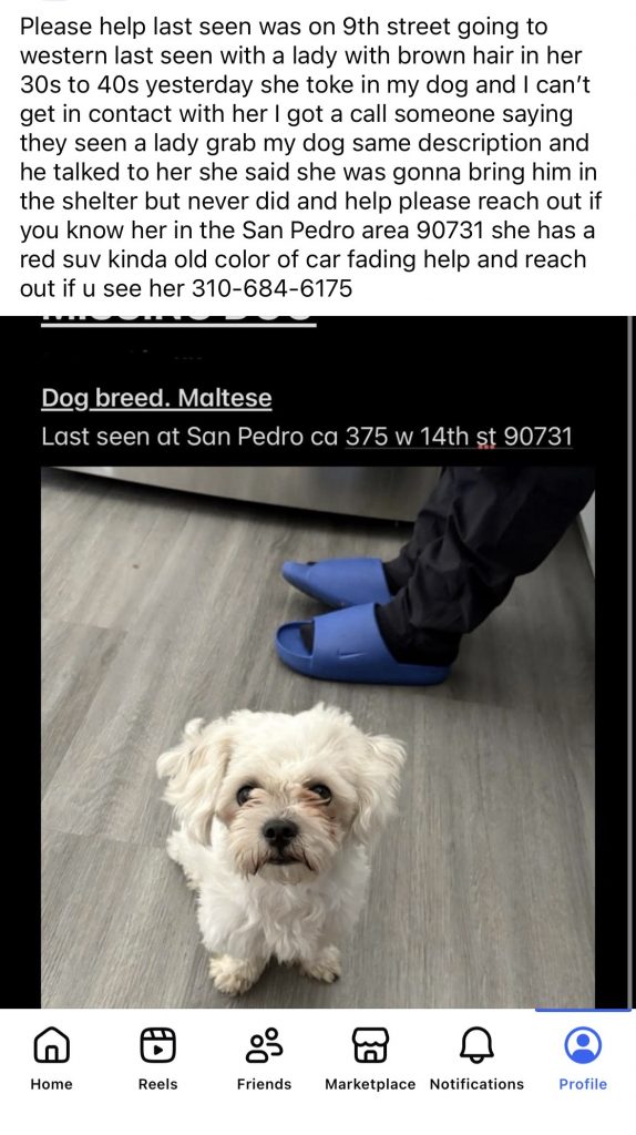 Mateo, lost dog, Multipoo