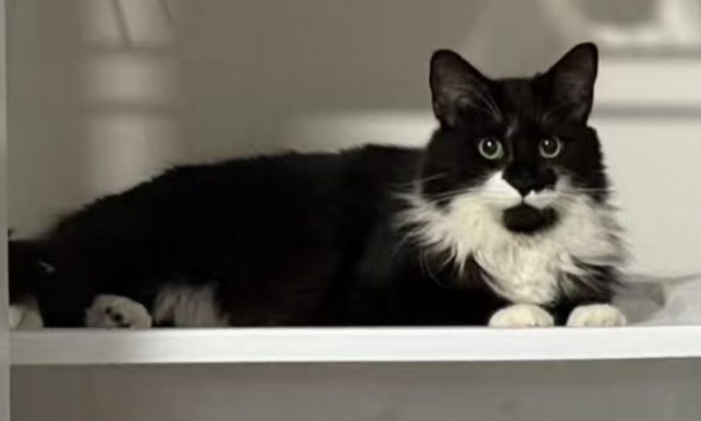 Twenty, lost cat, domestic shorthair