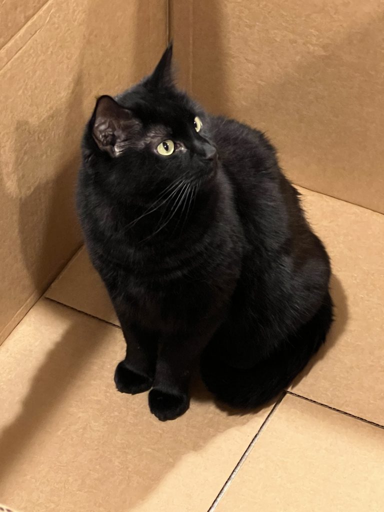 Dubu, lost cat, American Shorthair