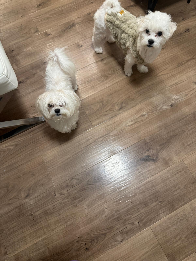 Luna & Rogue, lost dog, Maltese