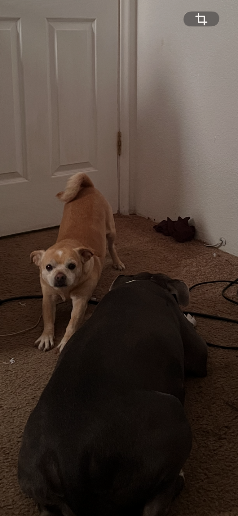 Loui, lost dog, Chihuahua pug mix