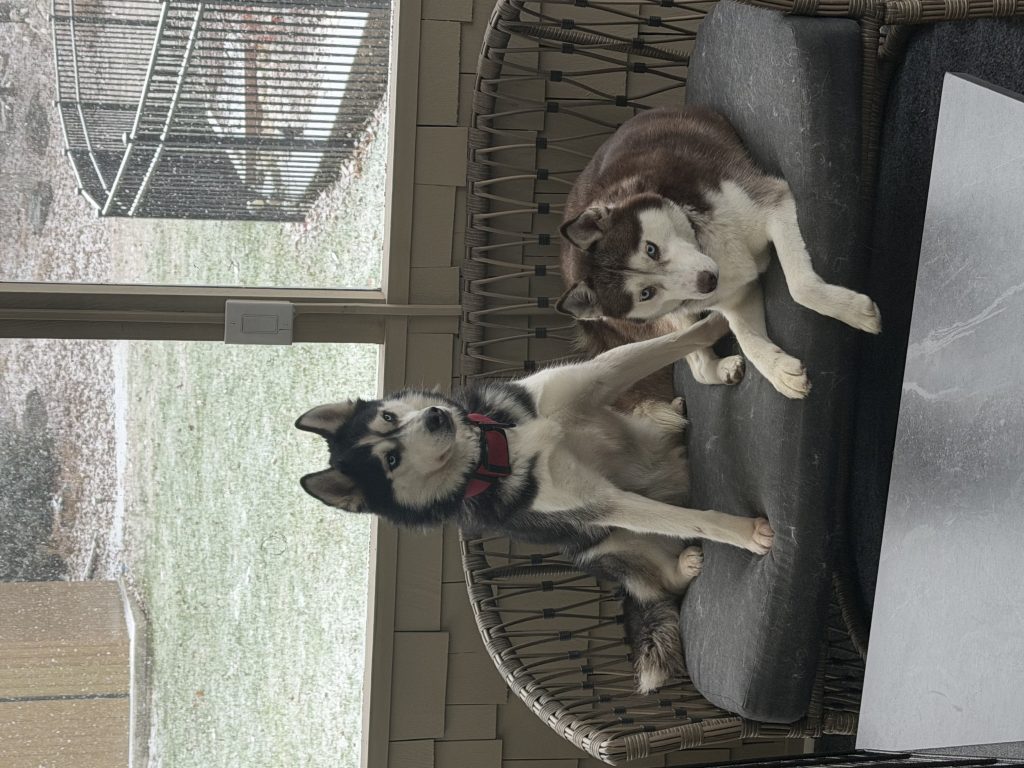 Loki, lost dog, Husky