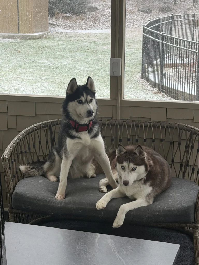 Loki, lost dog, Husky