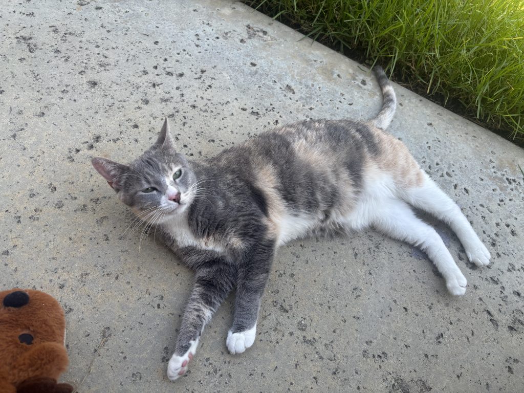 Gojo, lost cat, Domestic Shorthair
