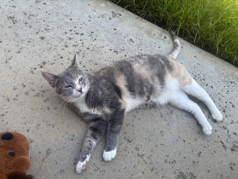 Gojo, lost cat, Domestic Shorthair