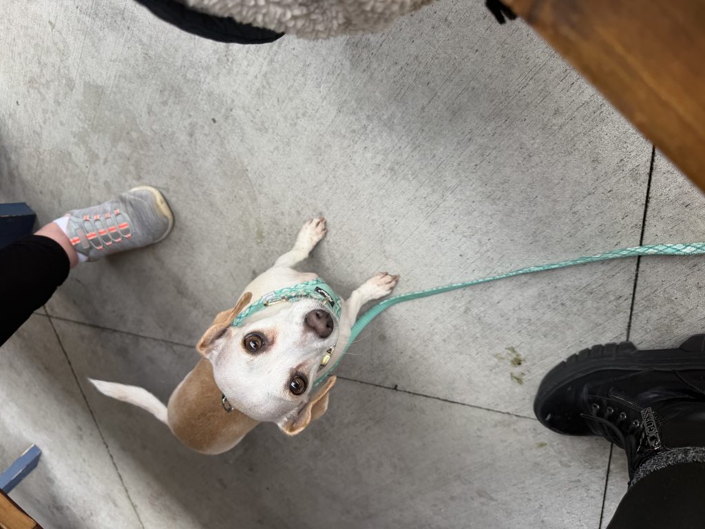 Whiskey, lost dog, Dachshund