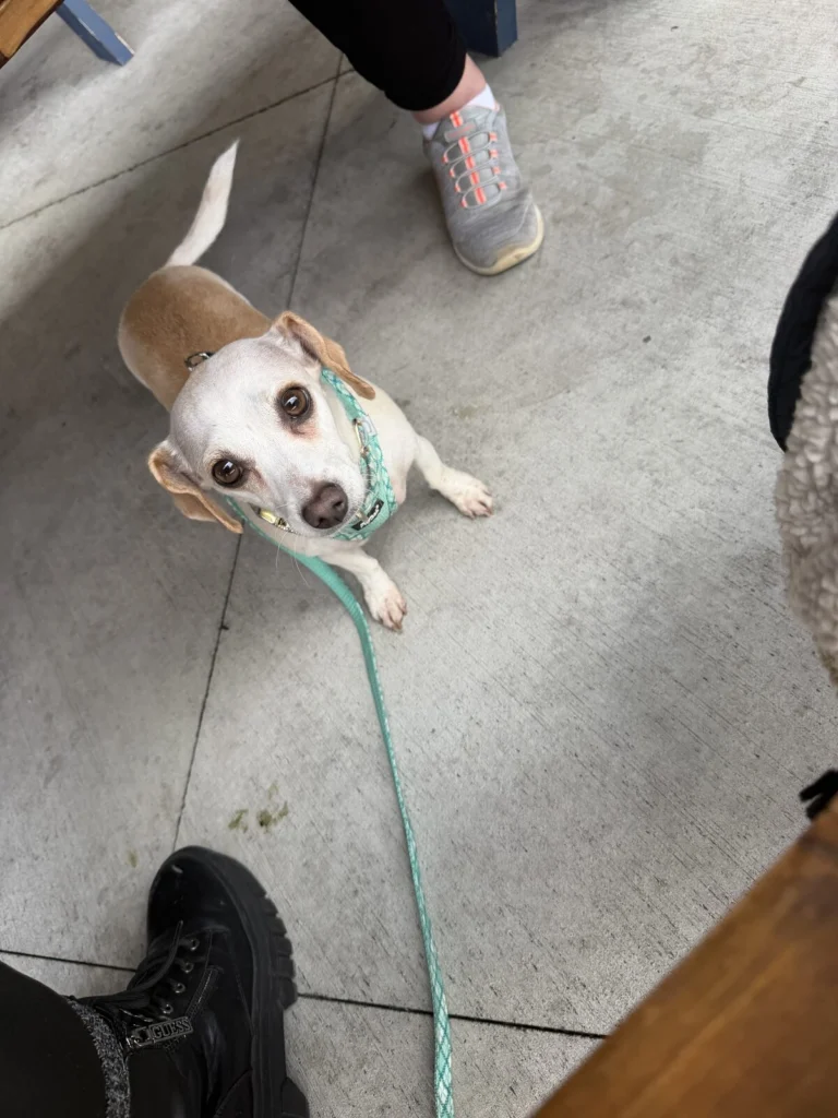 Whiskey, lost dog, Dachshund