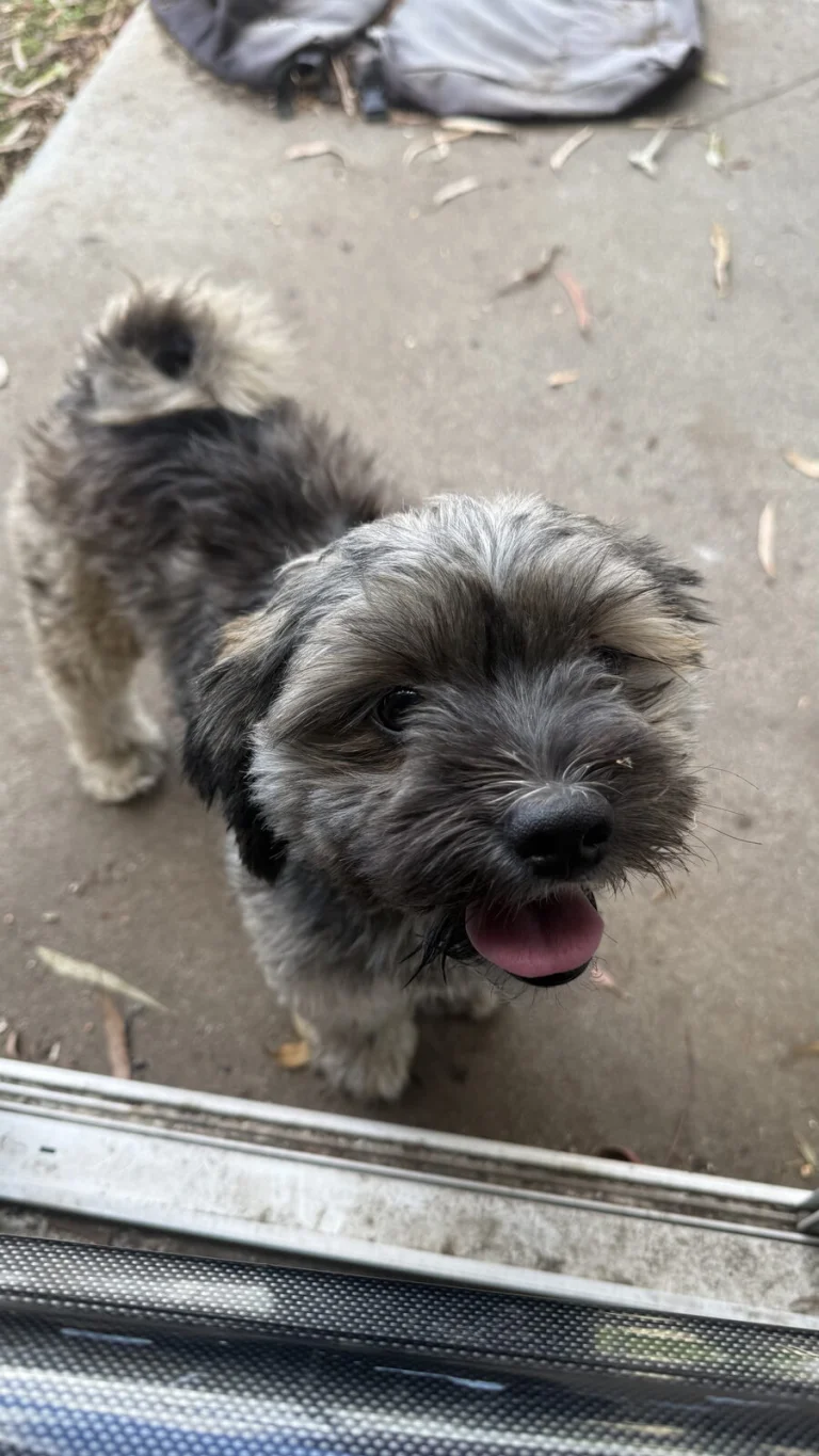 Found Shih Tzu Mix, found dog, Shih Tzu Mix