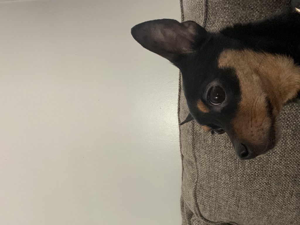 Bruno, lost dog, Min pin/ chihuahua mic