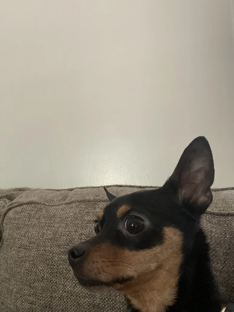 Bruno, lost dog, Min pin/ chihuahua mic