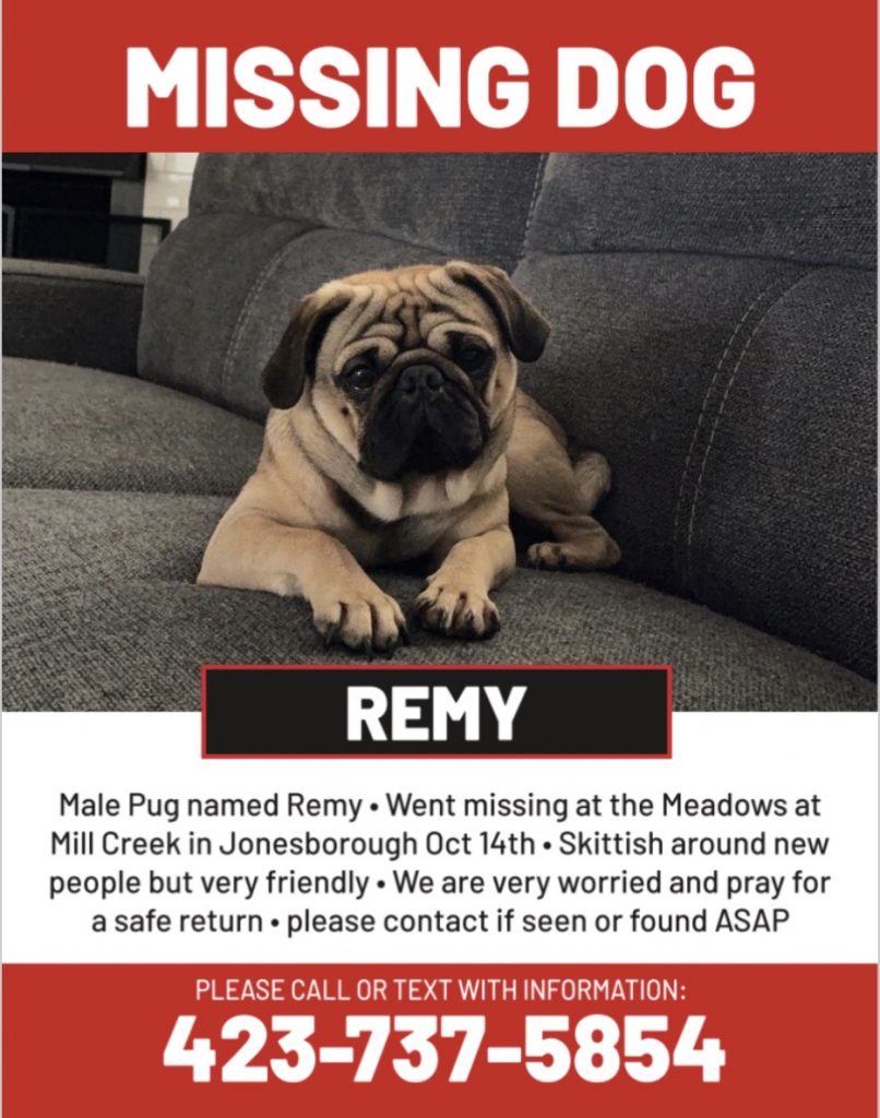 Remy, lost dog, Pug