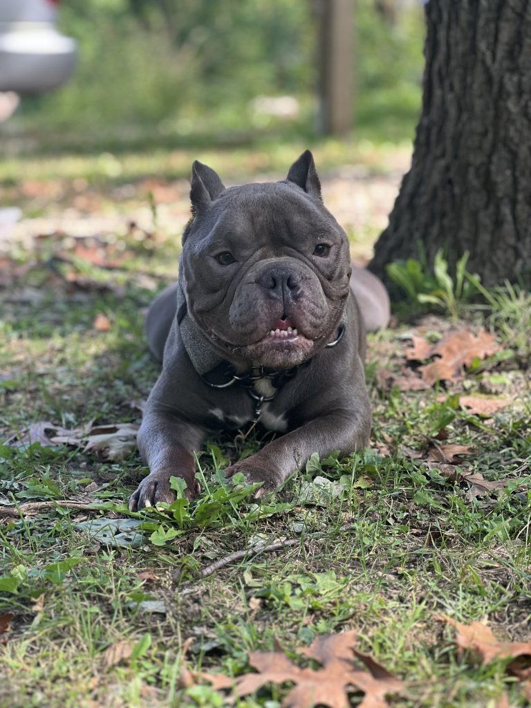 Tank, lost dog, Bully