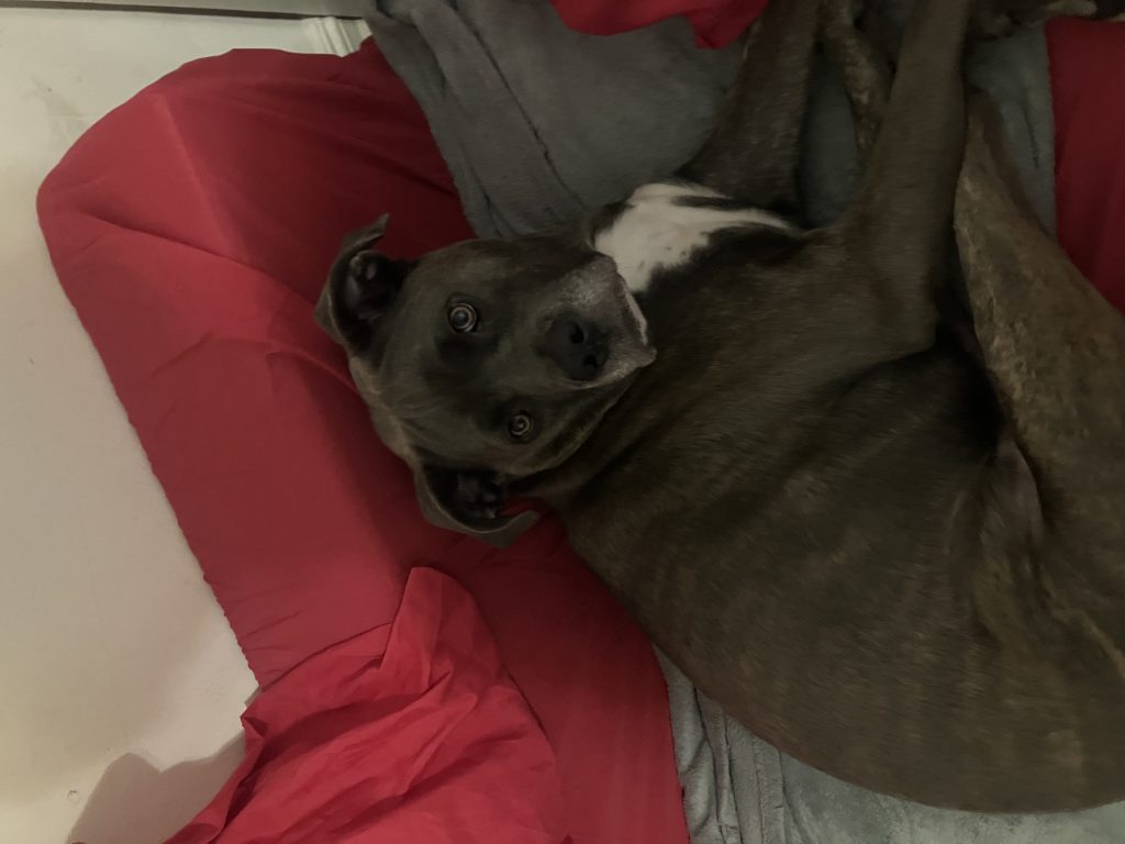 Kai, lost dog, Cane corso mix
