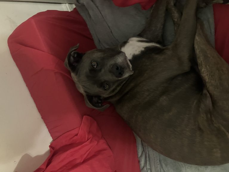Kai, lost dog, Cane corso mix