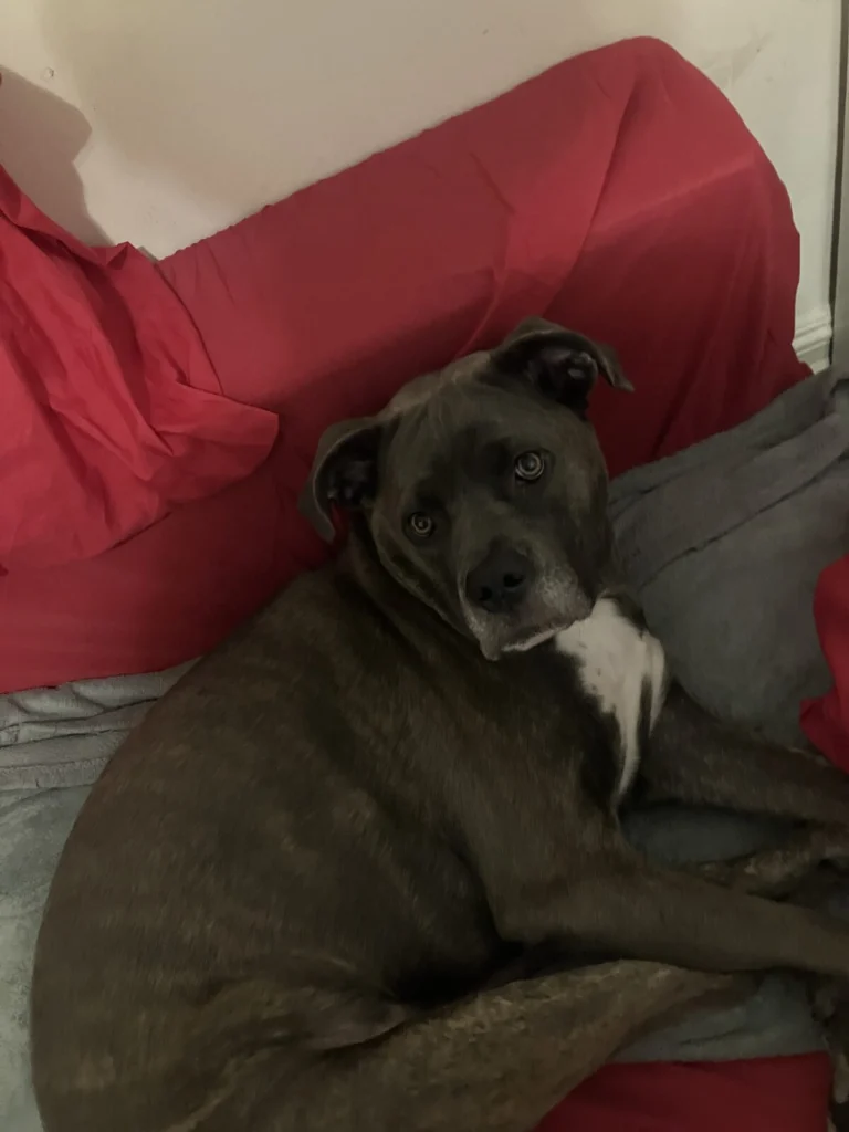 Kai, lost dog, Cane corso mix