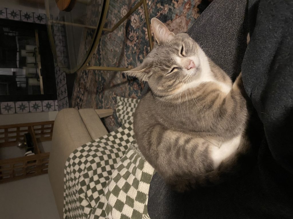 Georgie, lost cat, Tabby