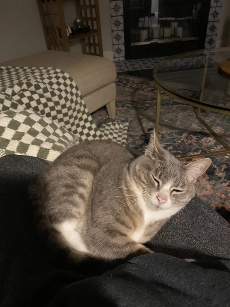 Georgie, lost cat, Tabby