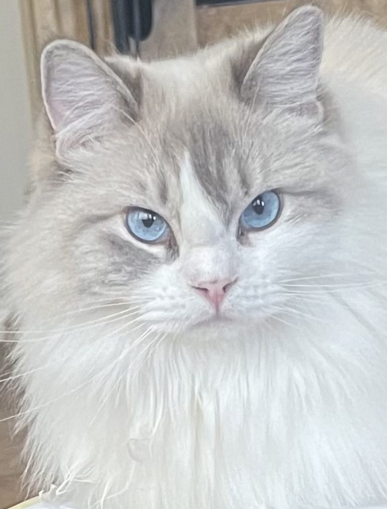 Luna, lost cat, ragdoll