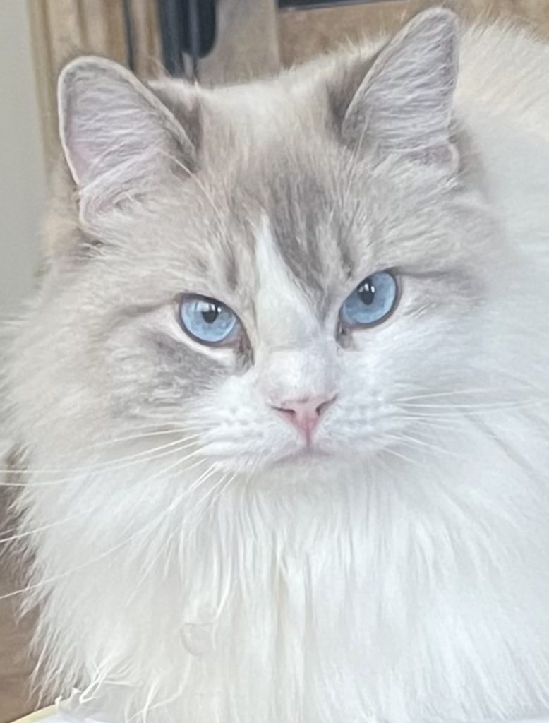 Luna, lost cat, ragdoll
